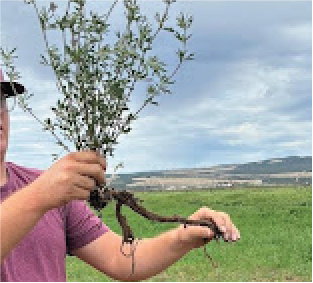 crooked roots