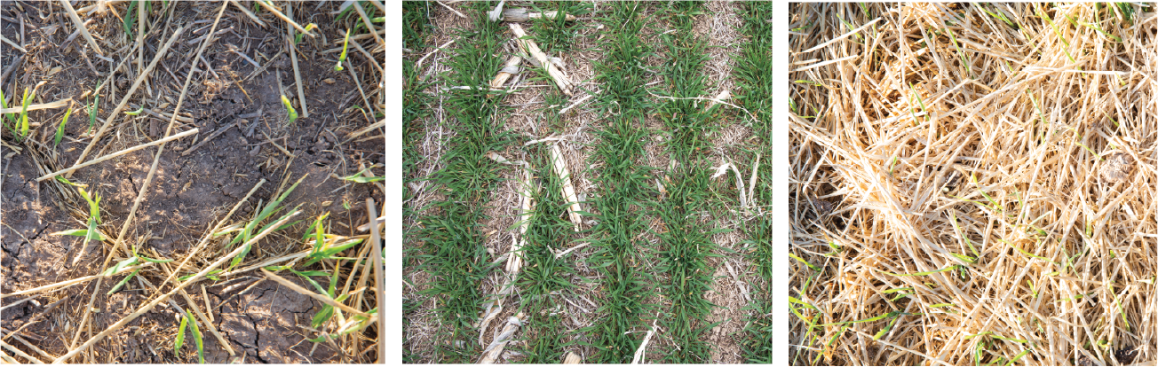 ground cover set