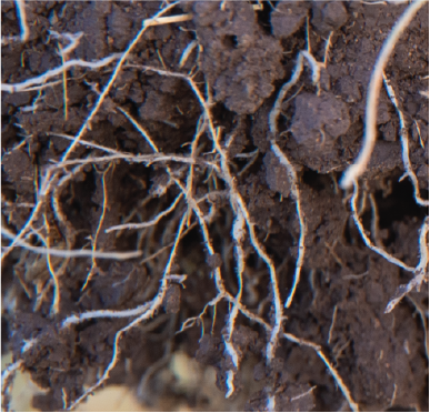 root aggregation